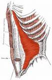 Ms Muscle Strengthening Images