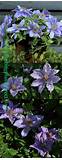 Clematis Flowering Season Images