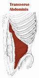 Transverse Abdominal Muscle Exercises Pictures
