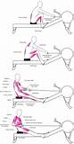 Pictures of Rowing Machine Core Muscles