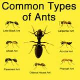 Home Remedies For Outside Ants Pictures