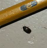 Pictures of Best Pest Control Evansville