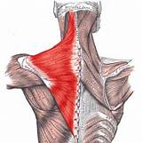 Pictures of Trapezius Muscle Exercises
