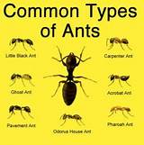 Natural Way To Get Rid Of Fire Ants Pictures