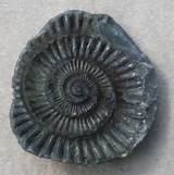 Fossils Questions Images