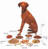 Images of Fish Diet For Dogs With Allergies