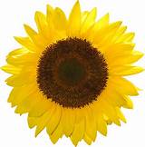 Pictures of Sunflower Stickers