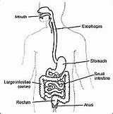 Images of Digestive Gas Treatment