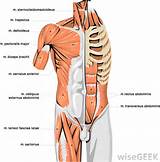 Images of Upper Core Muscles
