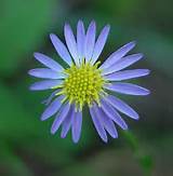 Images of Aster Flower Pictures