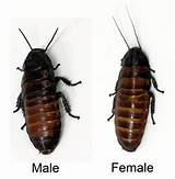 Pictures of Difference Between Male And Female Cockroach