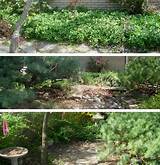 Photos of Backyard Zen Garden Design