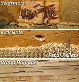 What Are Signs Of Termite Damage Pictures