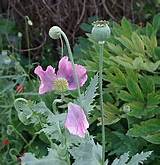 Images of Poppy Flower Plant