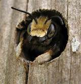 Can Carpenter Bees Sting You Images