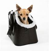 Chihuahua Travel Carrier