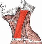 Pictures of Occipital Muscle Exercises