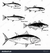 Pictures of Fish Commercial
