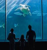 Georgia Aquarium Reservations