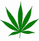 Growing Marijuana In California