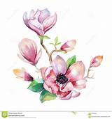 Images of Magnolia Flower In Chinese