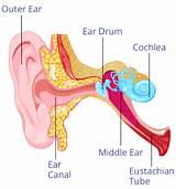 Inner Ear Home Remedies Images
