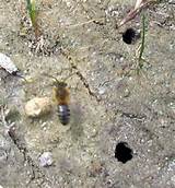 Termite Killer Paste Pictures