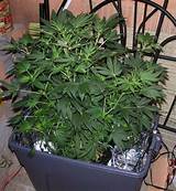 Growing Marijuana In A Grow Box Photos