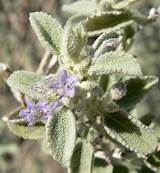 Lavender Herb Or Flower Pictures