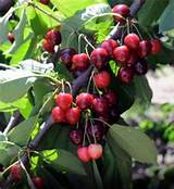 Pictures of Bing Semi Dwarf Cherry Tree