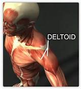 Deltoid Muscle Pain Treatment Images