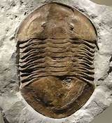 Pictures of Dinosaur Fossil Ohio