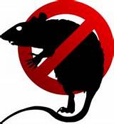 Rat Poison In Spanish
