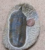 Fossils Pictures Images