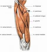 Photos of Muscle Exercises Quads