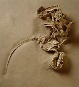 Photos of Velociraptor Fossils