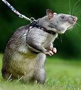 Images of Gambian Pouched Rat