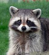 Pictures of Animal Control Philadelphia Raccoons