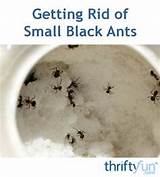Photos of Small White Ants Kitchen