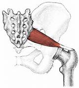Pictures of Piriformis Muscle Exercises