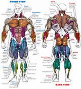 Muscle Groups To Work Out Together Photos
