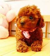 Cheap Toy Poodle Puppies For Sale Images