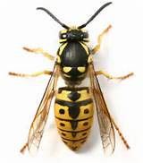 Wasp Acronym Images