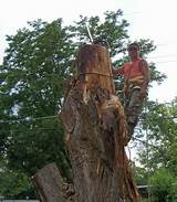 Pictures of Emergency Tree Removal Denver