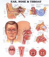 Doctor Ear Nose Throat Specialist Photos