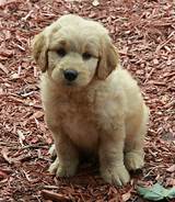 Cheap Goldendoodle Puppies For Sale Photos