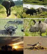 Kruger Park Safari Tours
