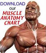 Muscle Workouts Bodybuilding Images