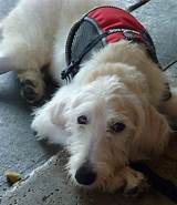 Labradoodle Service Dog Pictures