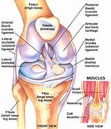 Acl Tear Muscle Strengthening Pictures